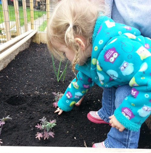 One of our little helpers.  She did a great job digging the little holes and getting the plants in the dirt just right.  And, she's little enough that she can stand right in the garden to get it done.  